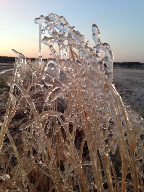 Remnants of frost protection on the grass